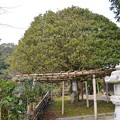 写真: 竹生島宝厳寺　もちの木2013年01月13日_DSC_0225