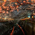 Photos: 目黒川の夜桜