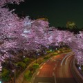 Photos: 東京ミッドタウンの夜桜’１４
