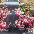 写真: ２月３日のお墓参り２