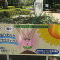 写真: 宮崎中央公園にかわいいひまわりが咲いています１