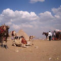 写真: ラクダとピラミッド