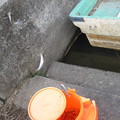 写真: 霞ヶ浦のワカサギ釣り