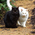 写真: 白猫黒猫