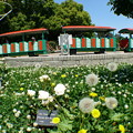 写真: ここがMFの大阪長居植物園