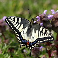 蝶のコレクション　キアゲハ