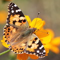 蝶のコレクション　ヒメアカタテハ