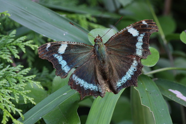 蝶のコレクション　ルリタテハ