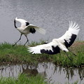 探鳥会の思い出　岡山県自然公園の丹頂鶴
