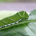 ナミアゲハ幼虫