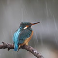 写真: 雨のカワセミ　在庫から