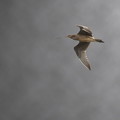 写真: ホウロクシギの飛翔