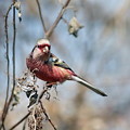 写真: 野鳥コレクション(赤)ベニマシコ