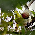 写真: 野鳥コレクション(緑)アオバト