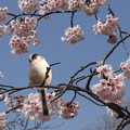 写真: 桜とエナガ