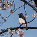 写真: 桜とオオルリ