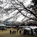 写真: 桜イベント