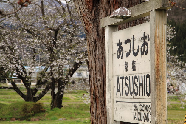 写真: 桜と駅名標