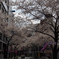写真: 板橋駅前桜のトンネル