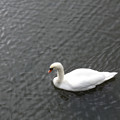 写真: 皇居の白鳥