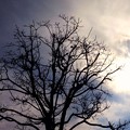 写真: 曇り空と枯木