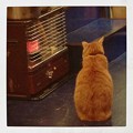 写真: 猫のいるカフェ