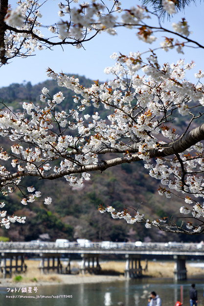 写真: 渡月橋と桜