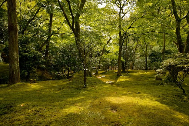 写真: 苔に覆われた銀閣寺の庭