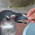 Photos: 食ってはみたものの@掛川花鳥園のペンギン1