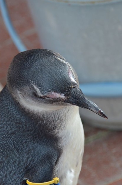 食ってはみたものの@掛川花鳥園のペンギン2