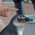 Photos: 食ってはみたものの、、@掛川花鳥園のペンギン3