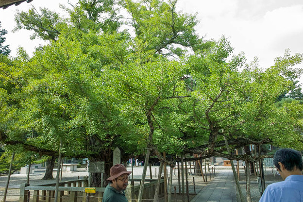 岡山県の誕生寺の境内にある変わった生え方をしている公孫樹
