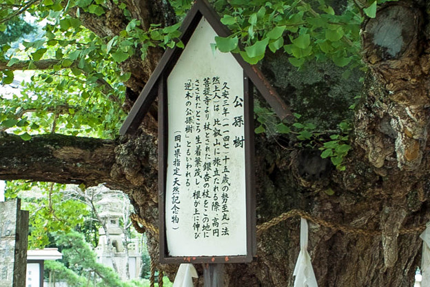 岡山県の誕生寺の境内にある珍しい公孫樹の説明文