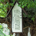 岡山県の誕生寺の境内にある珍しい公孫樹の説明文