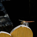 写真: 卒塔婆に留まる蜻蛉1