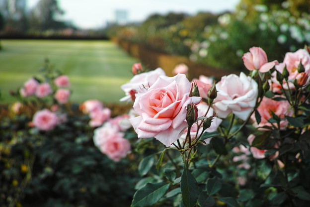 写真: 新宿御苑のピンクの薔薇