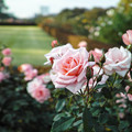 写真: 新宿御苑のピンクの薔薇