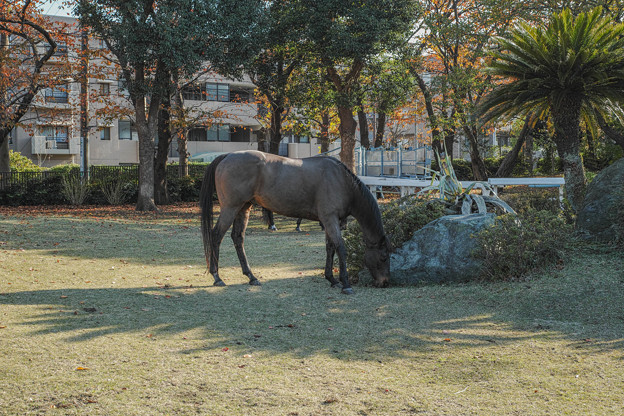 写真: 秋の馬