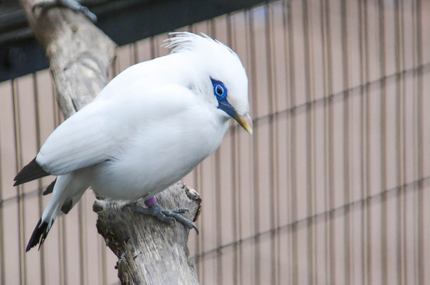 写真: カンムリシロムクという絶滅危惧種の白い鳥