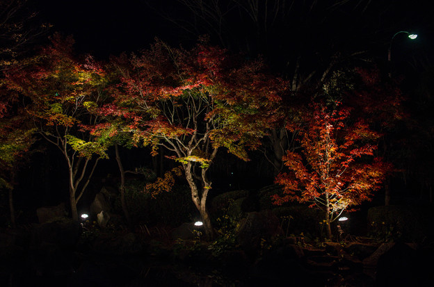 写真: 大磯紅葉ライトアップ2012@NIKON-D5100-1
