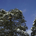 写真: 雪を戴いた松が青空に映える