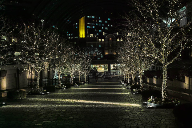 写真: 恵比寿ガーデンプレースのイルミネーションの並木