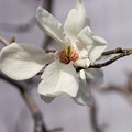写真: 白い辛夷の中の乾燥リンゴ見たいな雄蘂とエイリアンみたいな雌蘂