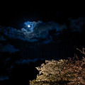二条城の夜桜2011-2