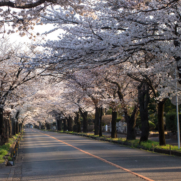 写真: 永遠に続いている様な桜のトンネル