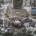 写真: お賽銭は桜の花びら