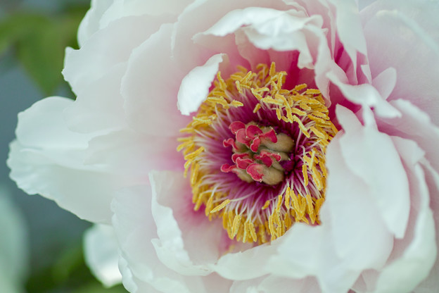 写真: 桜色の牡丹