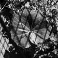 写真: The Leaf in the Prison