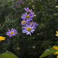 写真: 薄紫と黄色1