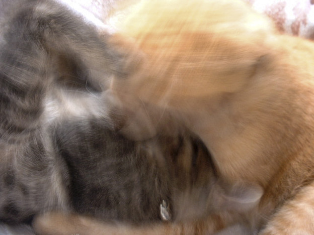 写真: 超高速猫キック炸裂